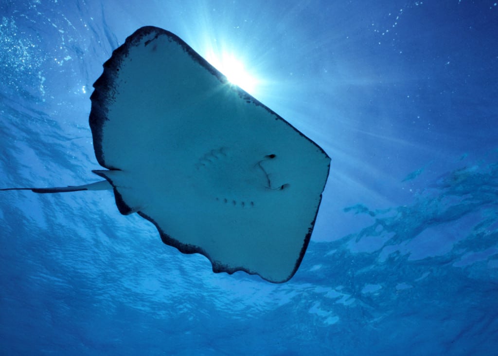 An Aquarium Injury Highlights the Importance of Work Injury Lawyers
