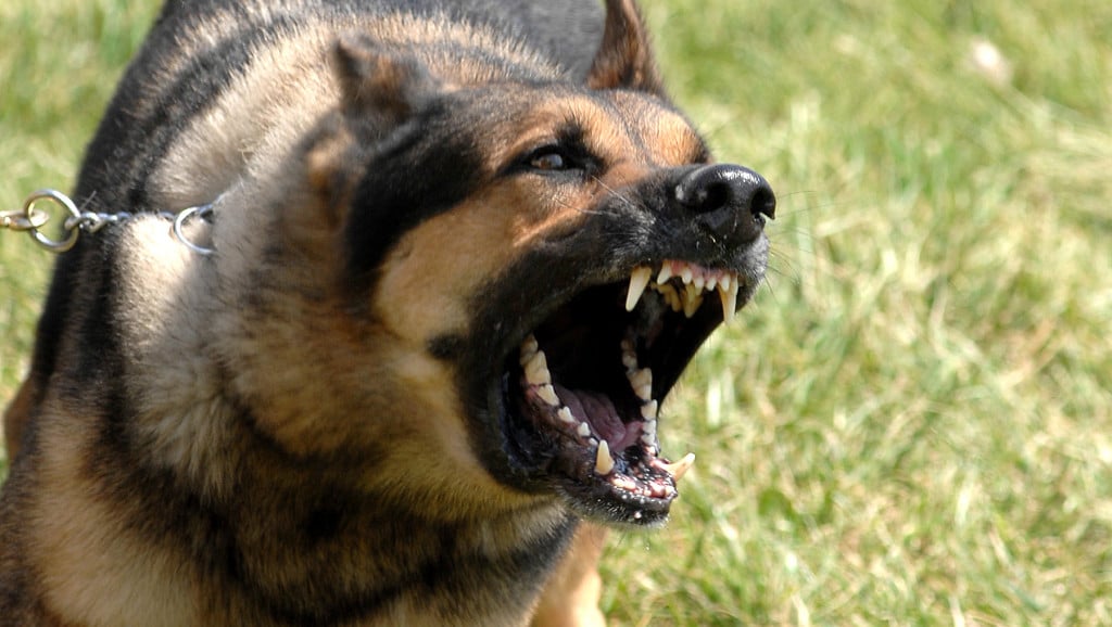 dog bite - Parrish DeVaughn Oklahoma personal injury lawyers