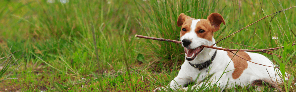 Who’s responsible for a dog bite in Oklahoma?