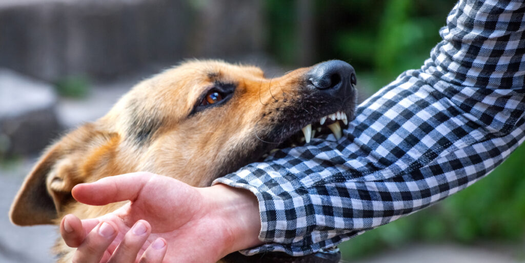 What Are the Long-Term Complications of Dog Bites?