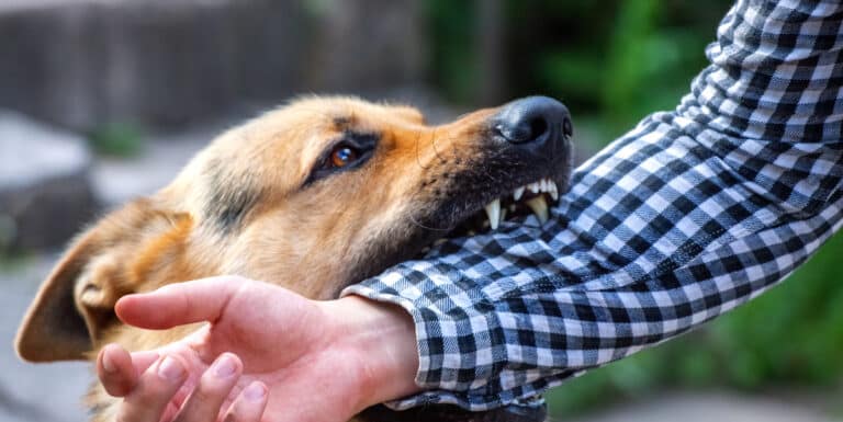 Image of a dog bite a man's arm