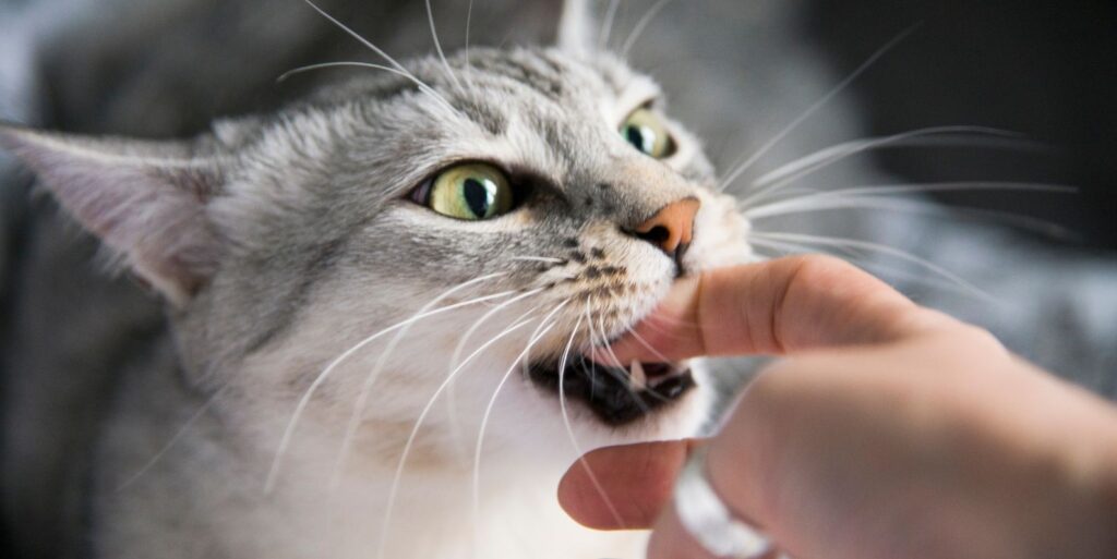 Can I Sue Someone if Their Cat or Other Animal Bites Me?