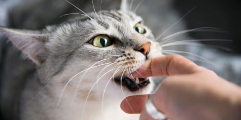 Image of a cat biting someone's hand