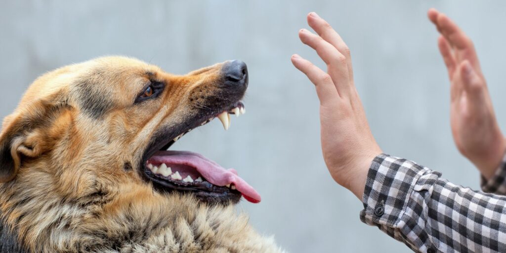 Can I Sue If I’m Bitten by a Dog While Breaking Up a Dog Fight?